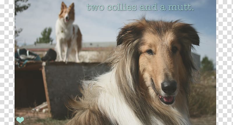 Rough Collie Borzoi Silken Windhound Italian Greyhound Afghan Hound, others transparent background PNG clipart