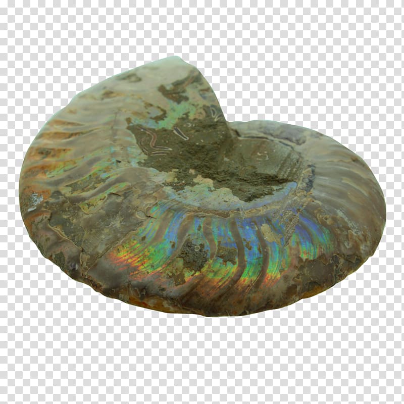 1,000,000 Early human migrations Lomekwi Earth Ammonites, earth transparent background PNG clipart
