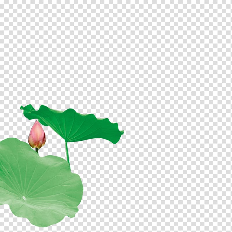 Leaf Nelumbo nucifera Lotus effect, Lotus Creative transparent background PNG clipart