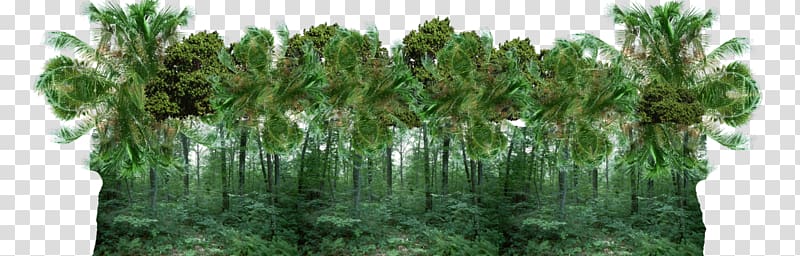 Tropical forest Jungle , forest transparent background PNG clipart
