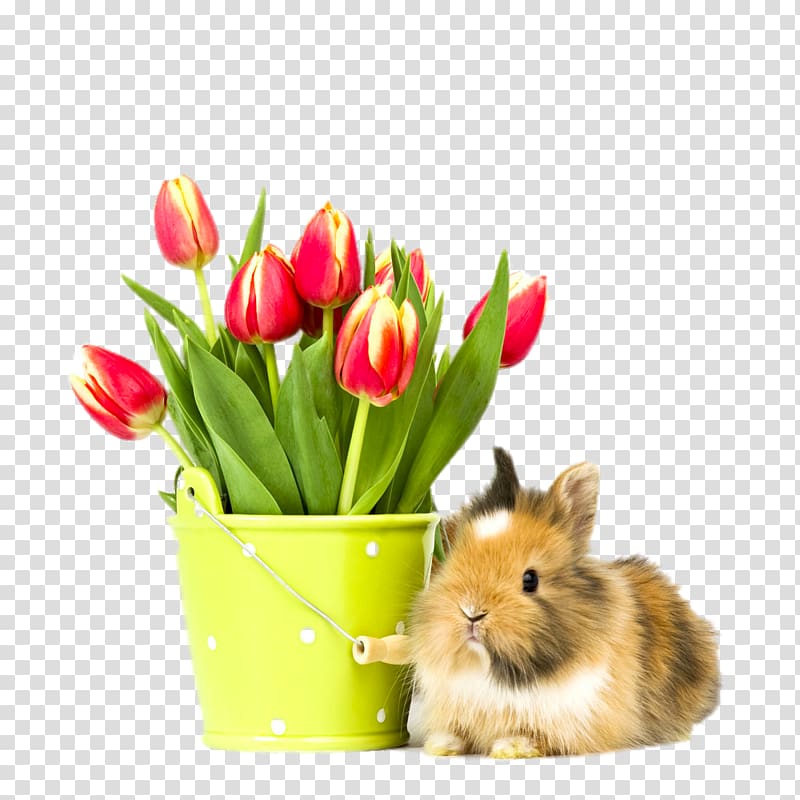 Macintosh High-definition television 1080p Rabbit , Squirrel Tulips transparent background PNG clipart