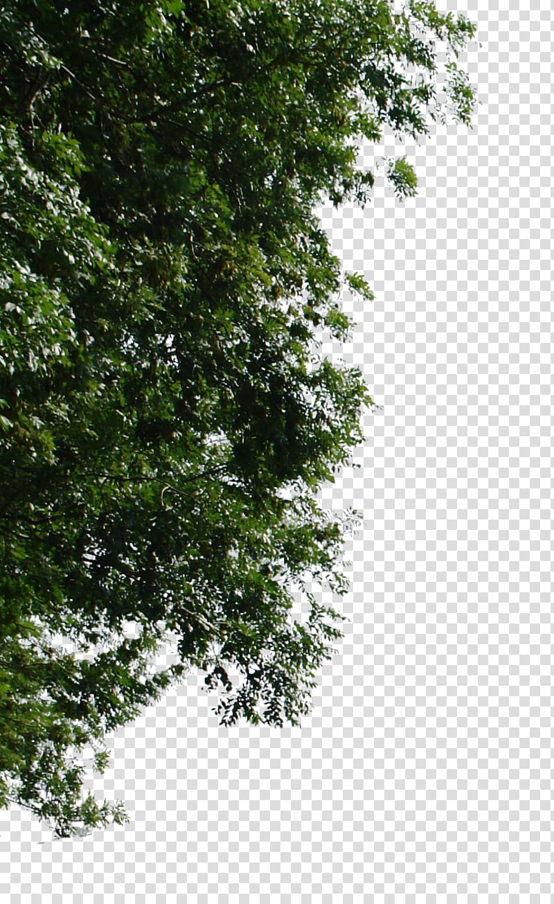 Tree Oak Cottonwood, tree transparent background PNG clipart