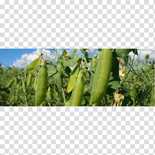 Luffa Cucumber, cucumber transparent background PNG clipart