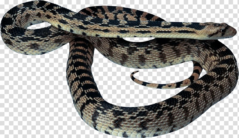 Snake Reptile Vipers Animal Inland taipan, Snake transparent background PNG clipart