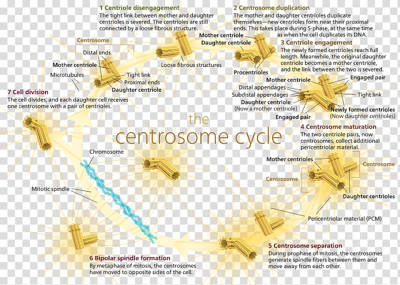 Microtubule organizing center Cell division Centrosome cycle Mitosis, russian transparent background PNG clipart