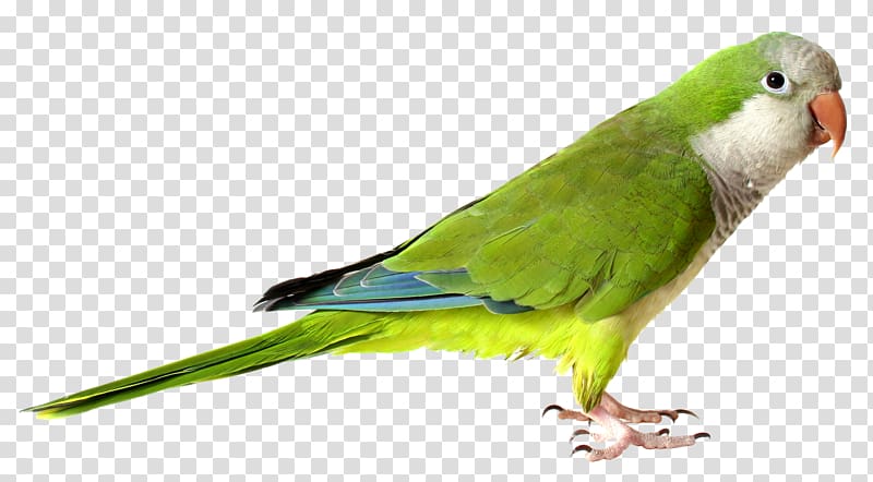 Monk parakeet Parrot Bird Cockatiel , parrot transparent background PNG clipart