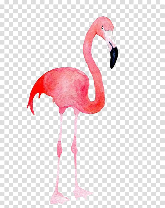 Flamingo Blue Pink Color, Flamingos transparent background PNG clipart