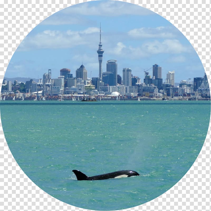 Cetacea Killer whale Bottlenose dolphin Auckland Whale & Dolphin Safari, Whales Dolphins And Porpoises transparent background PNG clipart