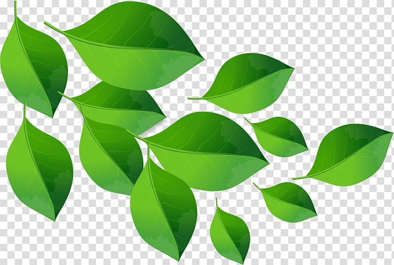 Green leaf material transparent background PNG clipart