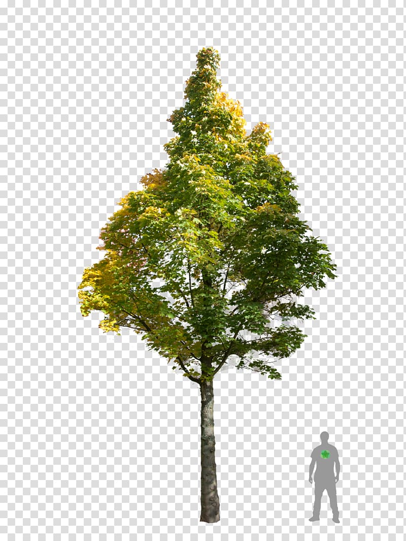 Fir Norway maple Acer campestre Oak Tree, tree transparent background PNG clipart