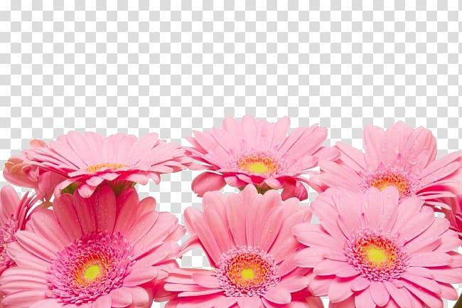 Chrysanthemum xd7grandiflorum Petal Red Flower, Pink chrysanthemum decoration material transparent background PNG clipart