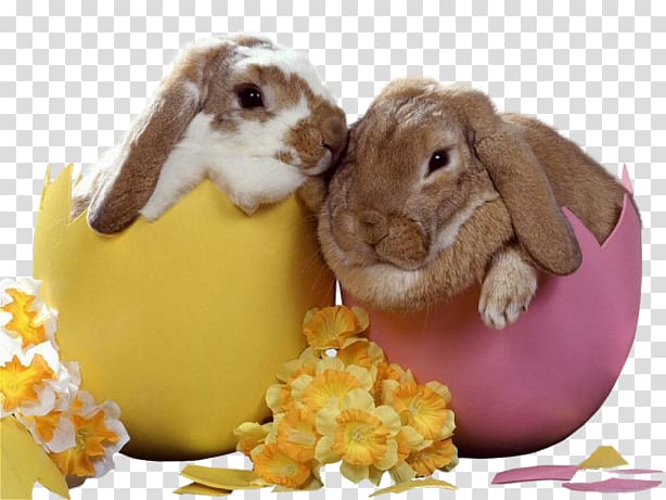 Easter Bunny European rabbit Leporids, Eggshell bunny transparent background PNG clipart