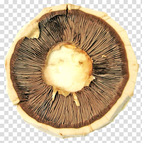 Agaricus Portable Network Graphics Mushroom Computer graphics, mushroom transparent background PNG clipart