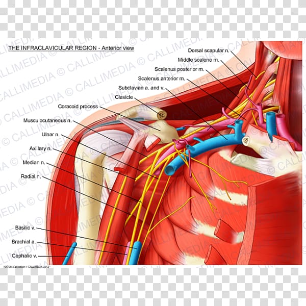 Infraclavicular fossa Subclavian artery Supraclavicular fossa Anatomy Brachial plexus, others transparent background PNG clipart