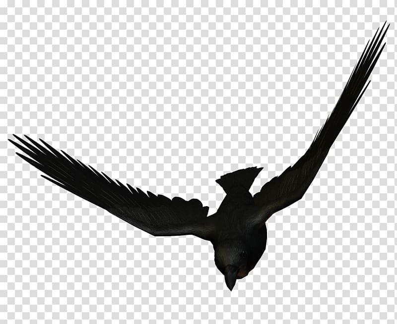 Bird Flight Large-billed crow Carrion crow Flying Animals, Flying Crow transparent background PNG clipart