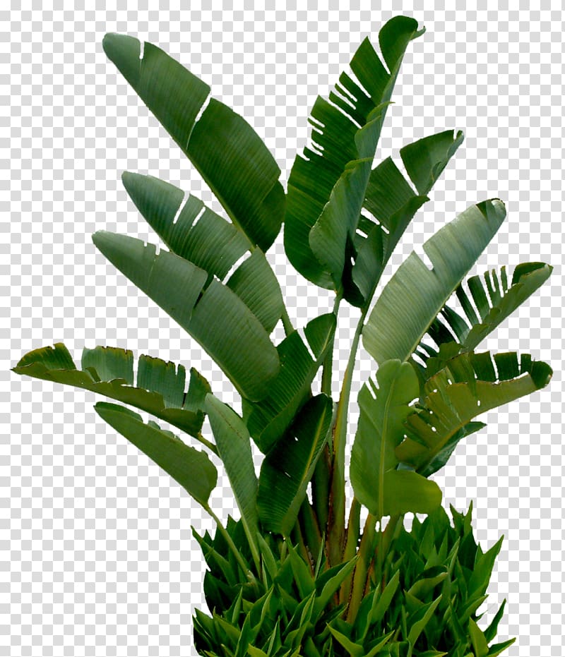 banana tree transparent background PNG clipart