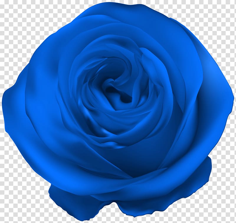blue rose flower art, Blue rose Royal blue, Blue Rose transparent background PNG clipart