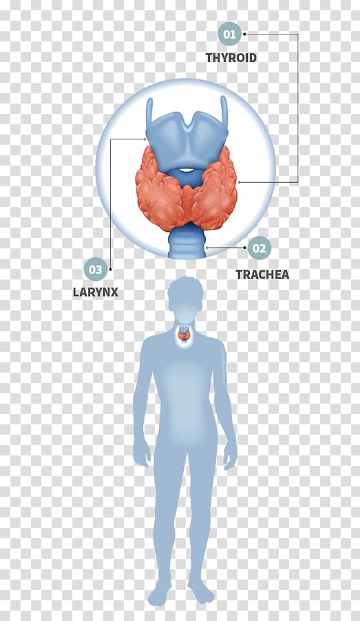 Thyroid disease Gland Hypothyroidism Endocrine system, thyroid gland transparent background PNG clipart