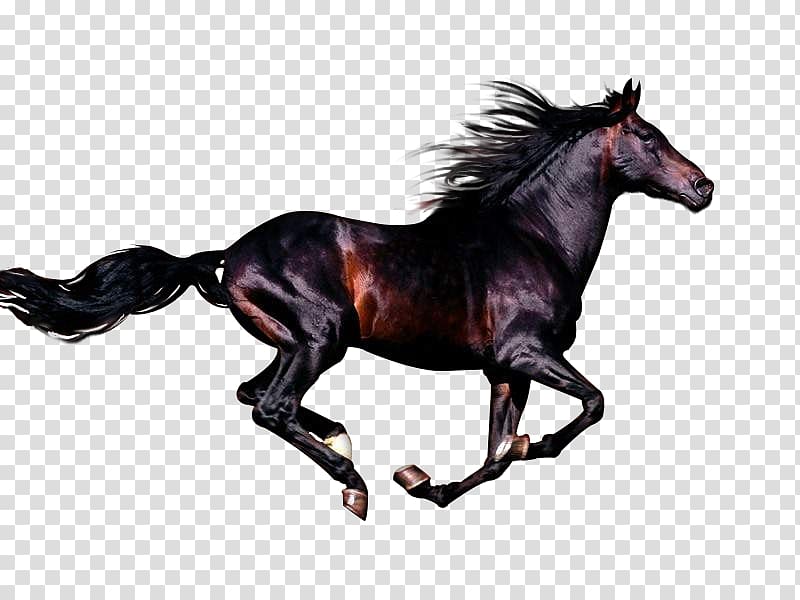 Arabian horse Andalusian horse Azteca horse Stallion Rocky Mountain Horse, mustang transparent background PNG clipart