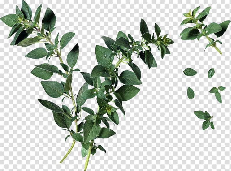 Oregano Leaf Herb Plant identification, Leaf transparent background PNG clipart