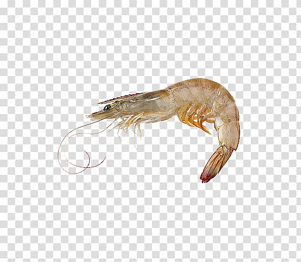 Caridea Giant tiger prawn Whiteleg shrimp Seafood, Shrimp material Free transparent background PNG clipart