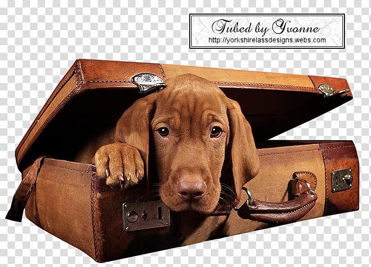 Dog Flickr Blog Gfycat, Dog transparent background PNG clipart