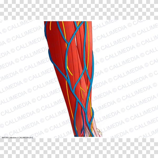 Thigh Human leg Forearm Muscle Blood vessel, arm transparent background PNG clipart