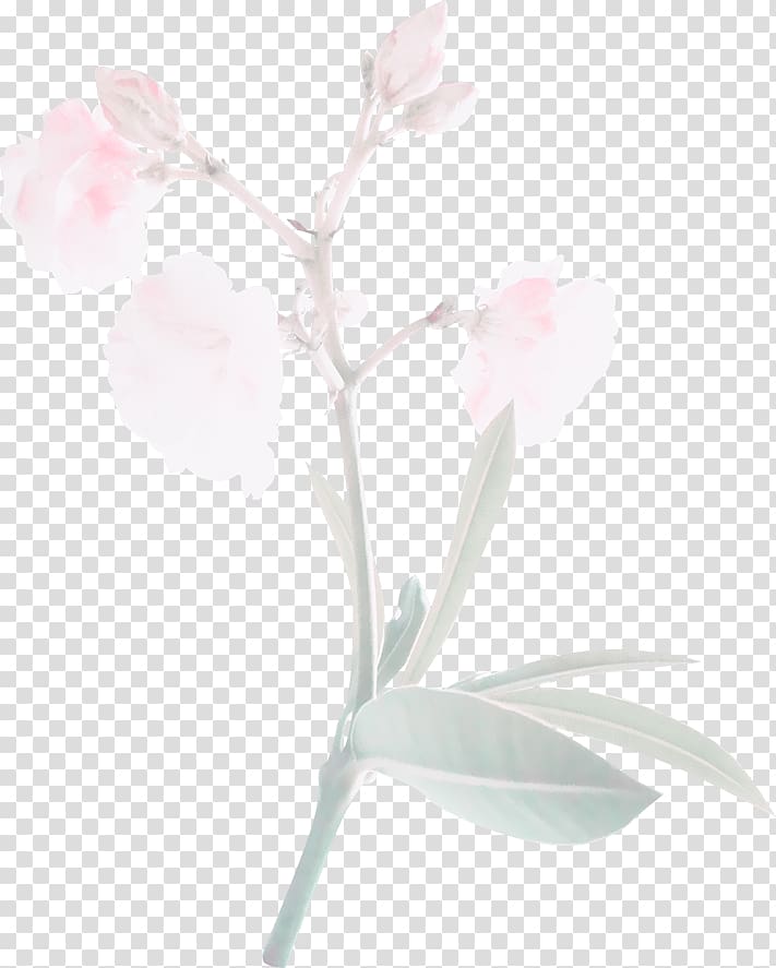 Pink Ipomoea nil Flower, Free pull flowers transparent background PNG clipart