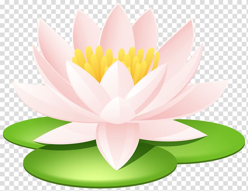 Nelumbo nucifera Nymphaea lotus Egyptian lotus Nymphaea alba Tiger lily, waterlily transparent background PNG clipart