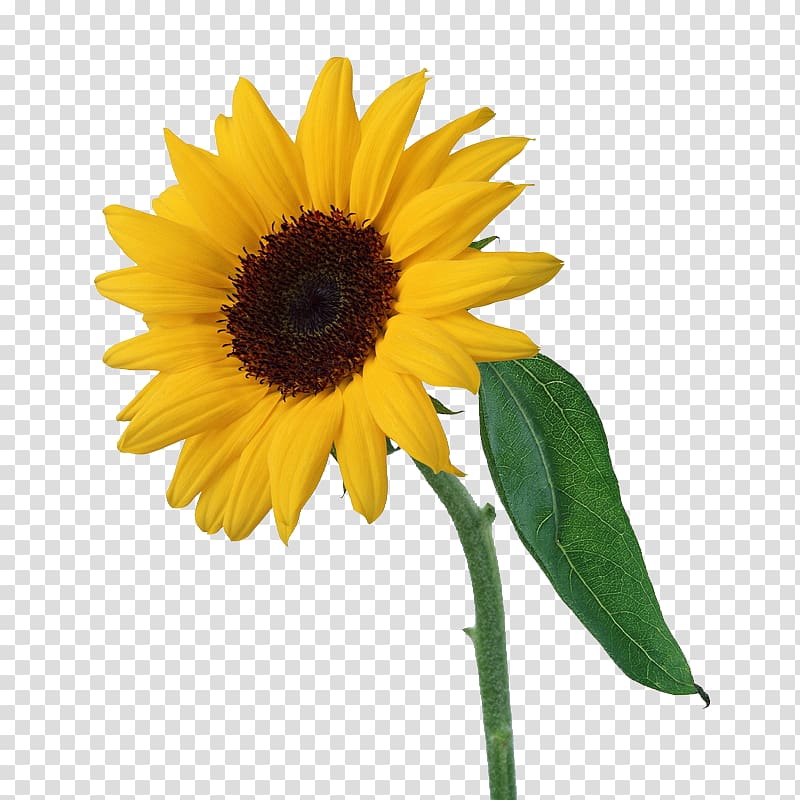 Light Common sunflower, sunflower transparent background PNG clipart