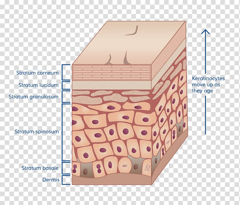 Stratum corneum Human skin Stratum basale Tissue, burn transparent background PNG clipart
