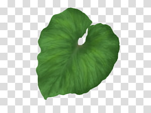 Leaf , Green leaf transparent background PNG clipart thumbnail