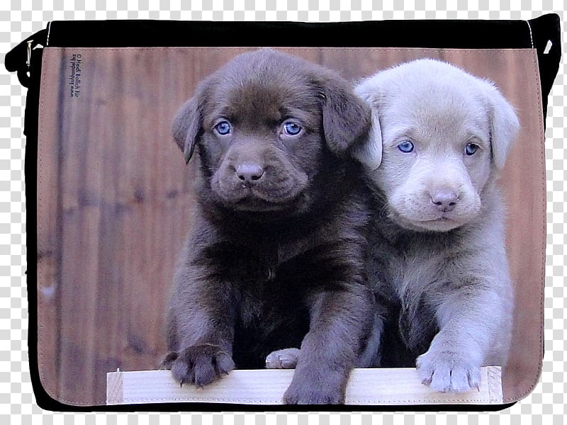 Labrador Retriever Puppy Golden Retriever Dog breed Borador, Labrador Dog transparent background PNG clipart