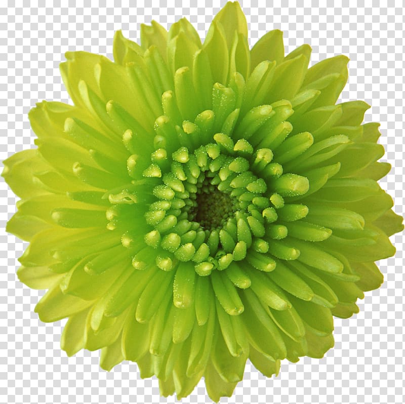 Flower Green Desktop Display resolution, chrysanthemum transparent background PNG clipart