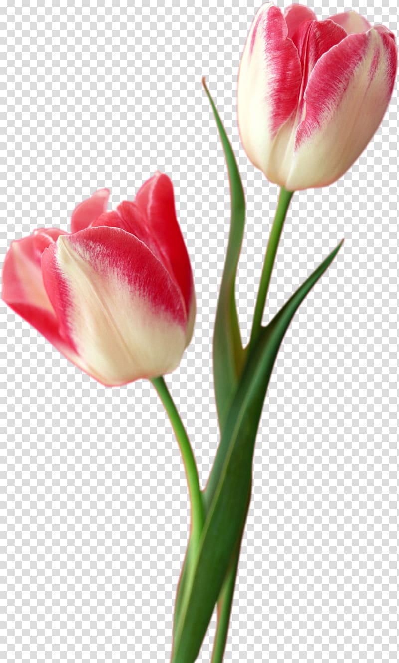 Tulip Flower Computer file, Texture tulip material transparent background PNG clipart