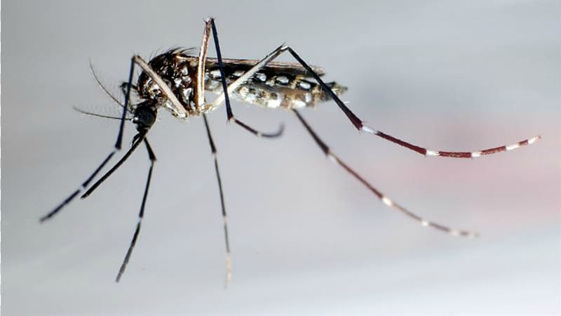 Mosquito Insect Nematocera Zika virus Dengue, mosquito transparent background PNG clipart