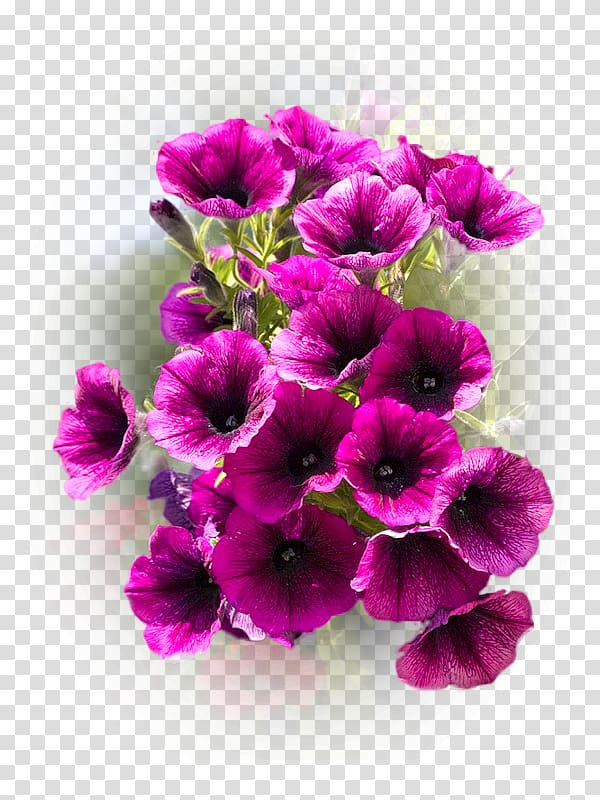 Crane\'s-bill Anemone Cut flowers Annual plant Violet, violet transparent background PNG clipart