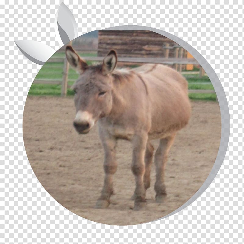 Donkey milk Horse Asintrekking ASD Equestrian, donkey transparent background PNG clipart