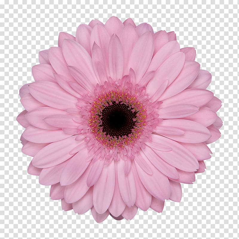 Transvaal daisy Cut flowers Floristry Assortment Strategies, flower transparent background PNG clipart