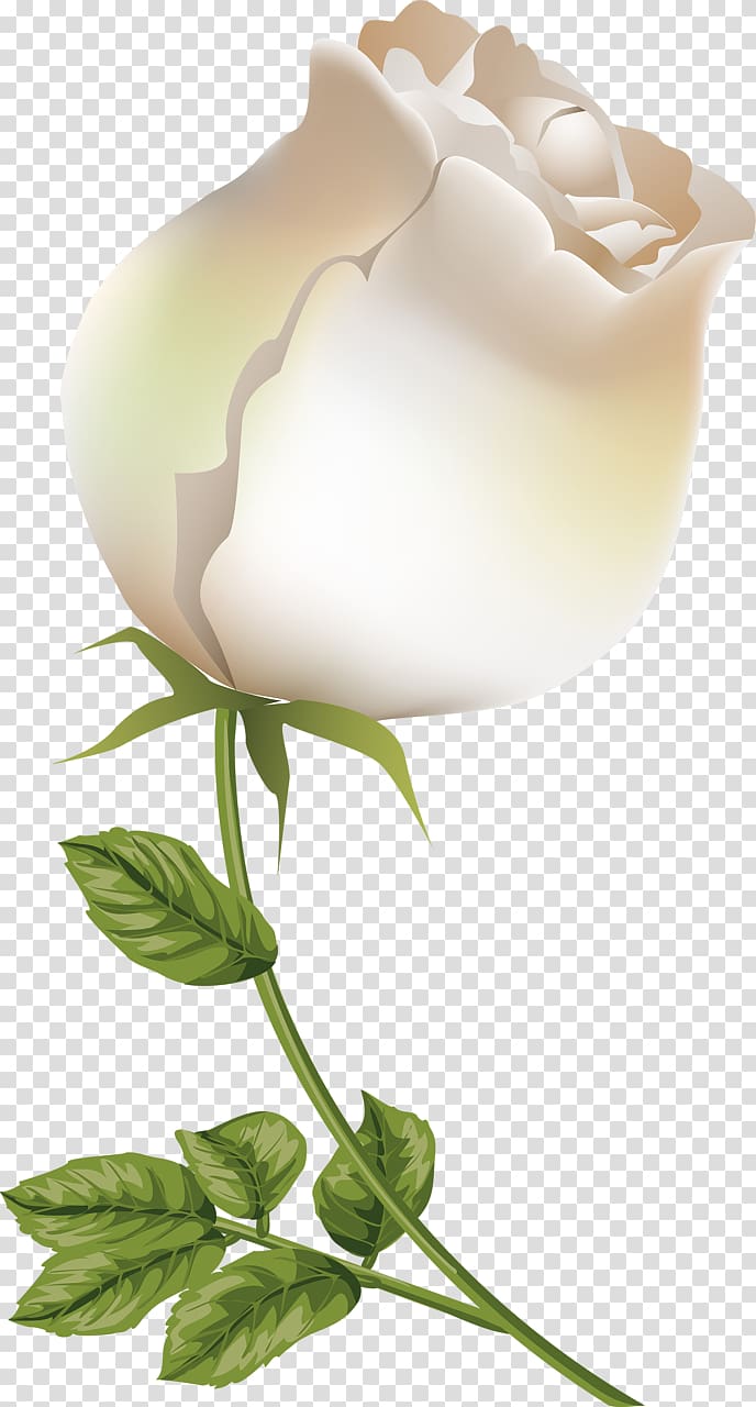 Garden roses Painting Desktop Flower, 情人节玫瑰 transparent background PNG clipart