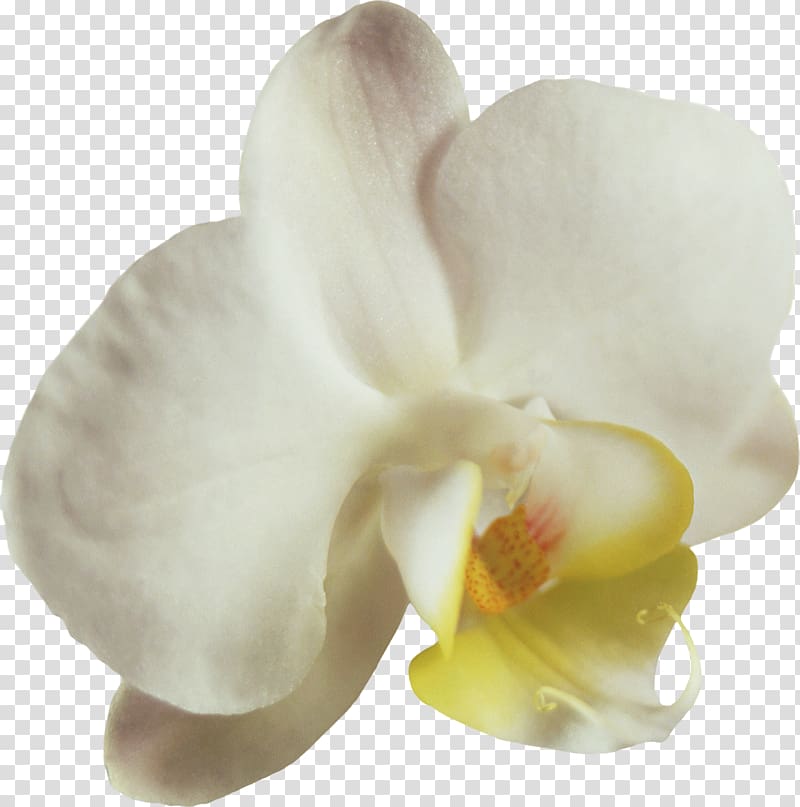 Moth orchids Flower Petal , orchids transparent background PNG clipart