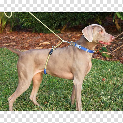 Weimaraner Dog breed Leash Dog harness Dog collar, Dog walker transparent background PNG clipart