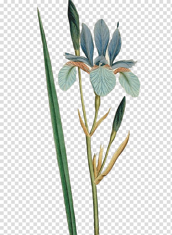 green and gray leaf plants, Iris sibirica Flower Botanical illustration Curtiss Botanical Magazine Botany, Lily Bouquet transparent background PNG clipart