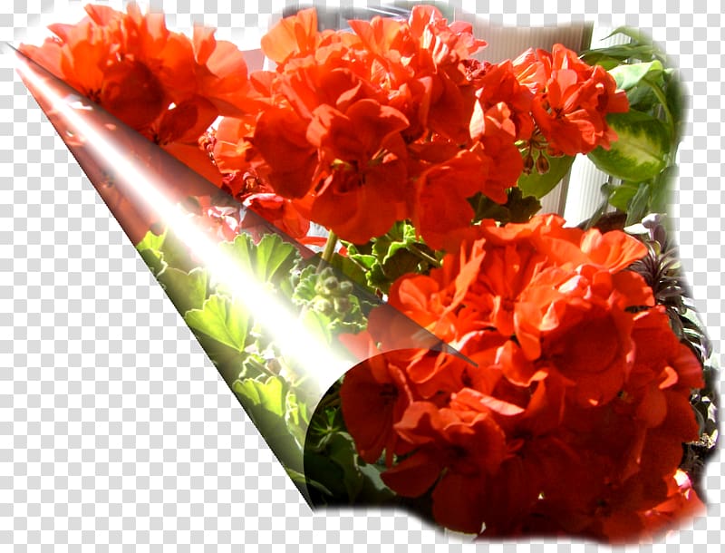 Cut flowers Petal Dish Network, autumn-flowers transparent background PNG clipart