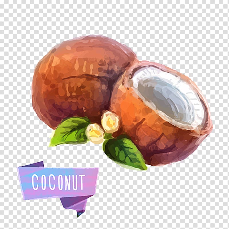 Fruit Watercolor painting Illustration, coconut transparent background PNG clipart