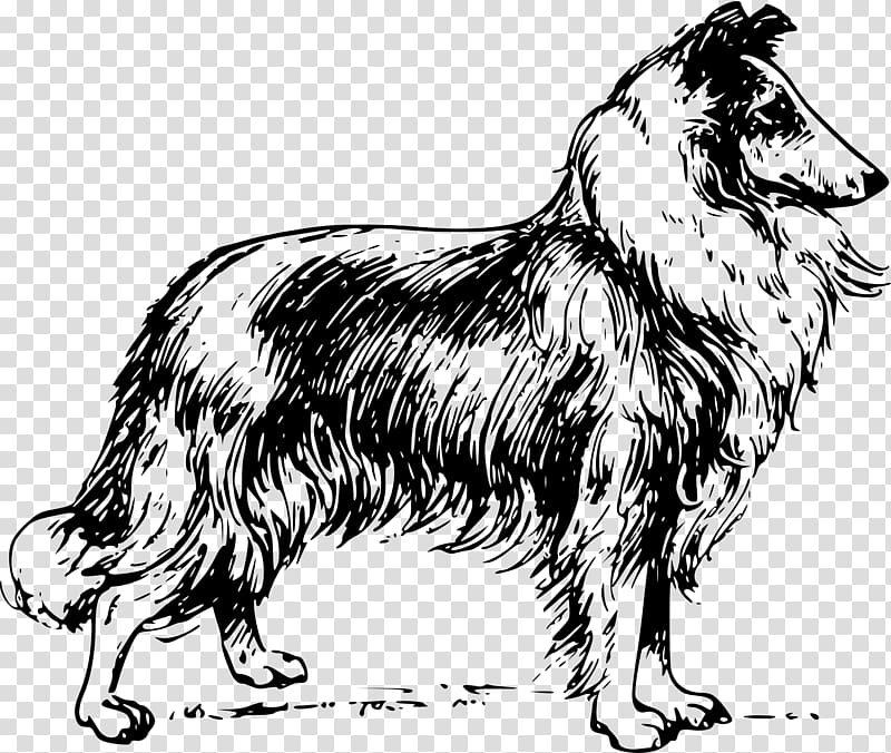 Border Collie Rough Collie Bearded Collie English Cocker Spaniel King Charles Spaniel, dog cartoon transparent background PNG clipart