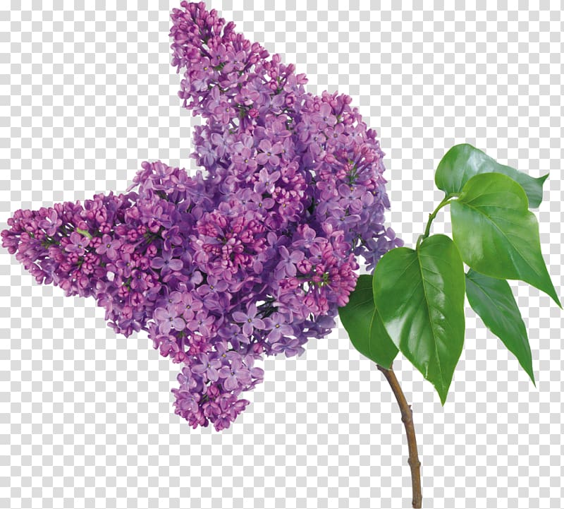 Lilac Flower bouquet Branch Petal, lilac transparent background PNG clipart