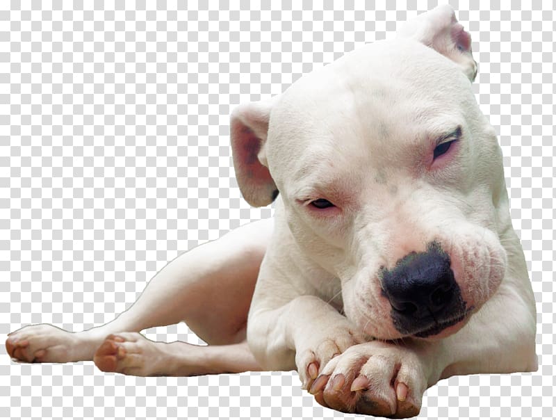 Dogo Argentino English Mastiff Bulldog Presa Canario Cordoba Fighting Dog, race transparent background PNG clipart