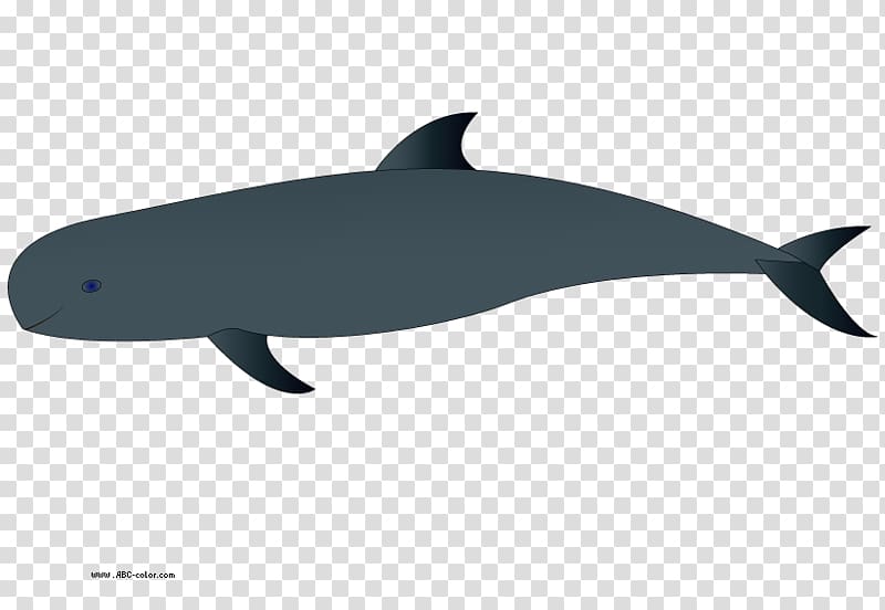 Common bottlenose dolphin Tucuxi Baby Whale , Holiday Dolphin transparent background PNG clipart