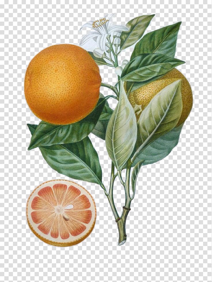citrus fruit, France Histoire naturelle des orangers Traitxe9 des arbres fruitiers Botanist Botany, Orange Tree transparent background PNG clipart